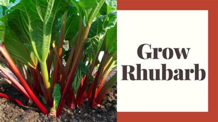 Where does rhubarb come from?