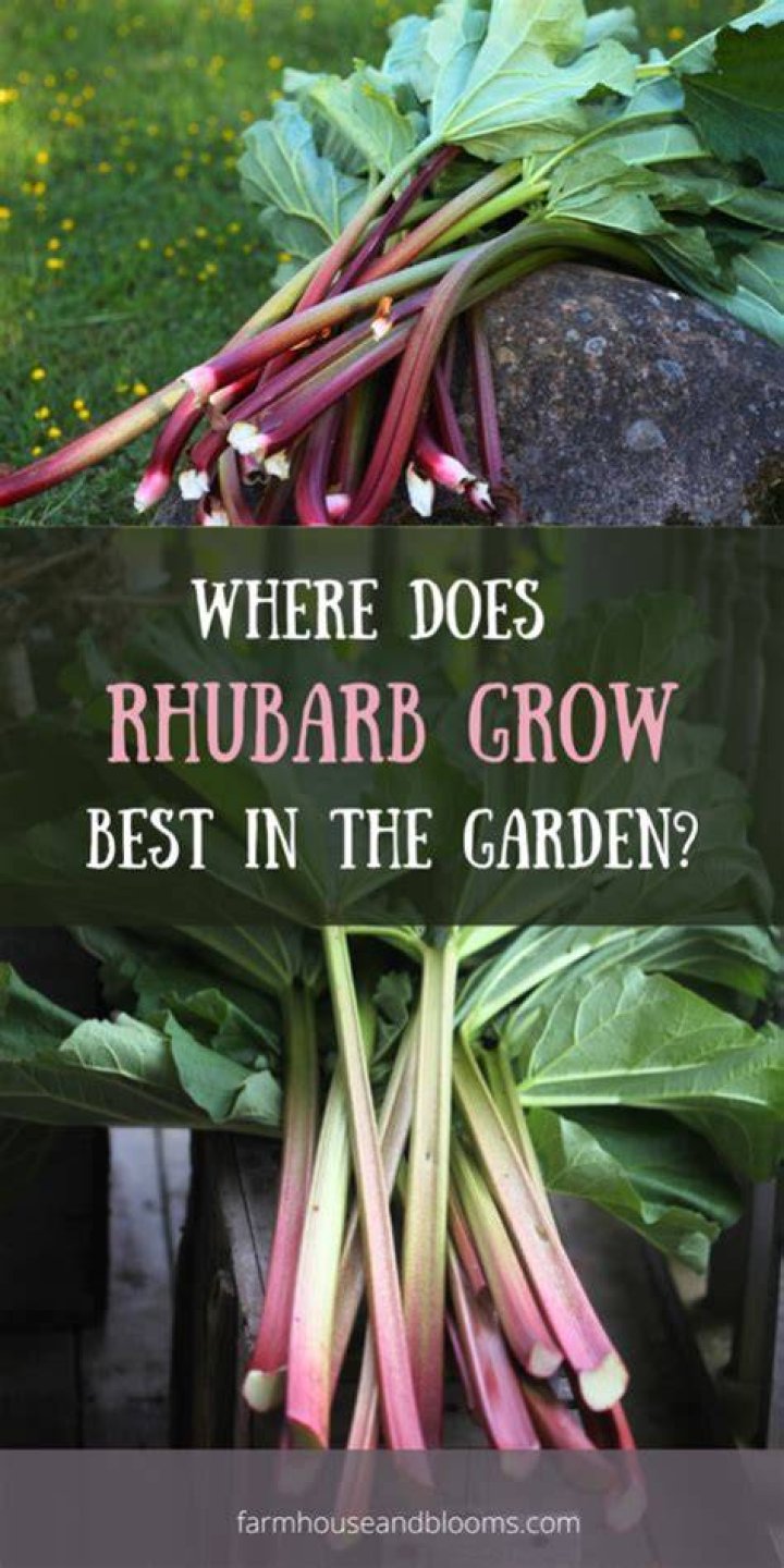 Where does rhubarb grow best?