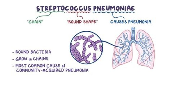 Where does Streptococcus pneumoniae come from?