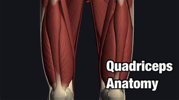 Where does the quadriceps insert?