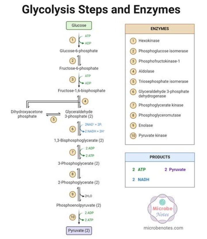 Where in the cell do the glycolysis reactions take place?