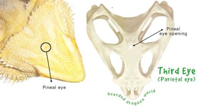 Where is a bearded dragons 3rd eye?