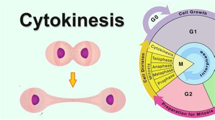 Where is cytokinesis in the cell cycle?