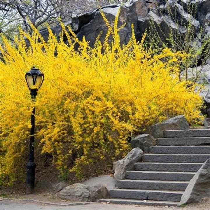 Where is the best place to plant forsythia?