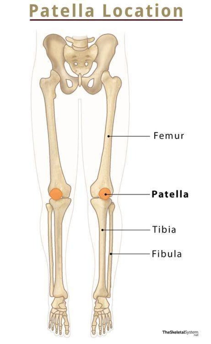 Where is the bone patella present?