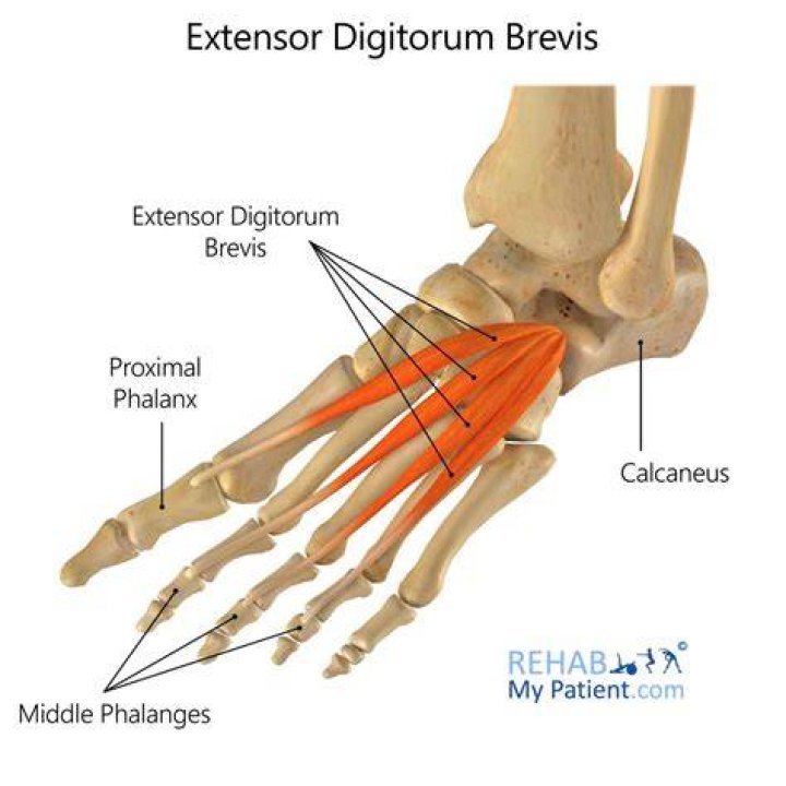 Where is the extensor digitorum brevis muscle located?