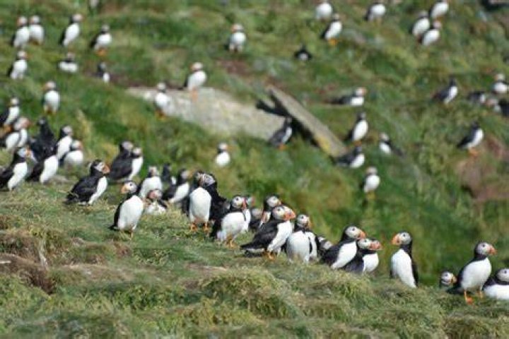Where is the world's largest colony of Atlantic puffins found?