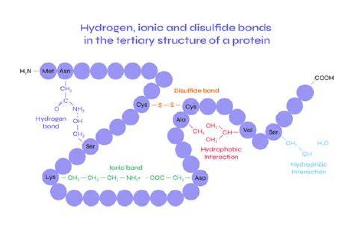 Where would you find hydrogen bonds in proteins?