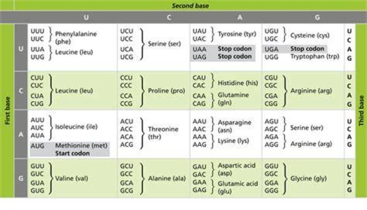 Which amino acids are most common based on the genetic code?