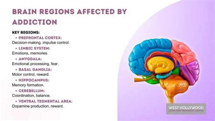 Which brain area is most involved in hunger?
