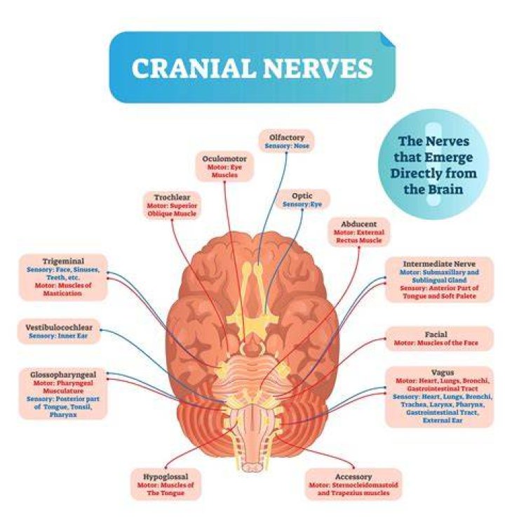 Which cranial nerve is responsible for tongue movement?