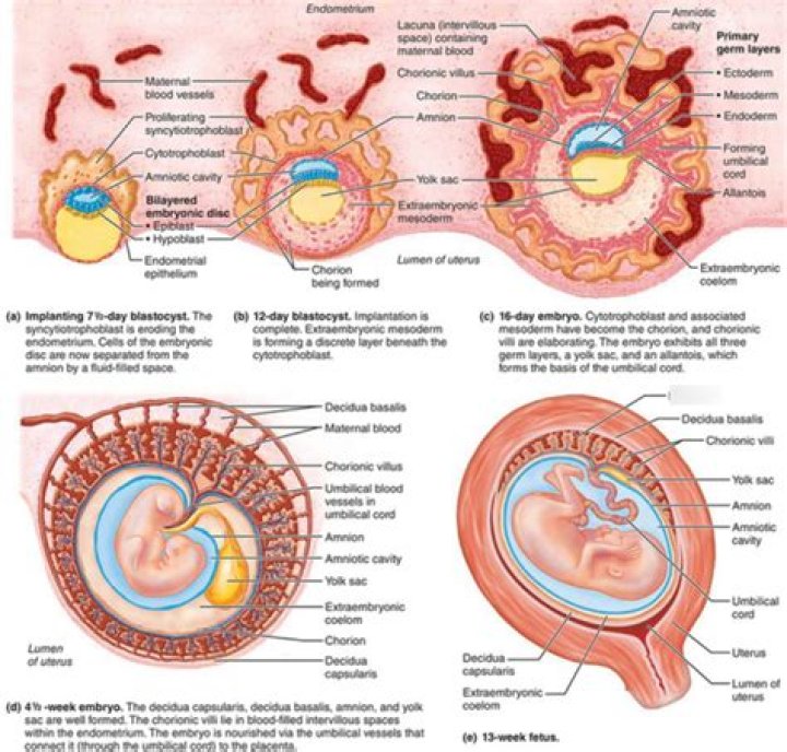 Which Extraembryonic membrane is involved in gas exchange?