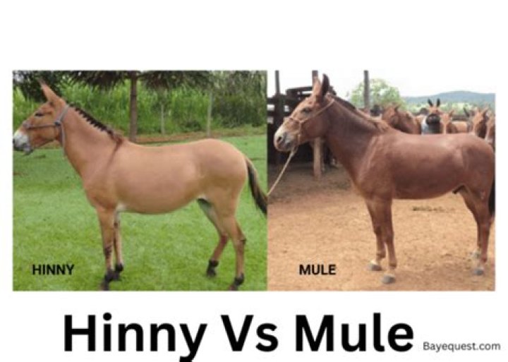 Which is better Hinny or mule?