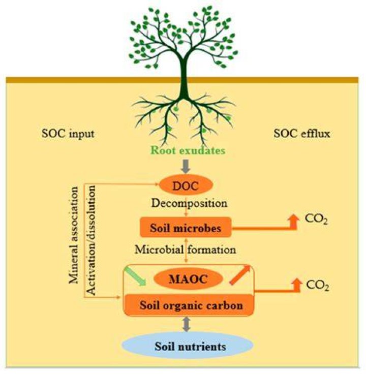 Which is organic soil? | ContextResponse.com