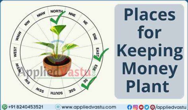 Which is the best place to keep money plant?