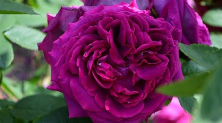 Which is the most fragrant rose?