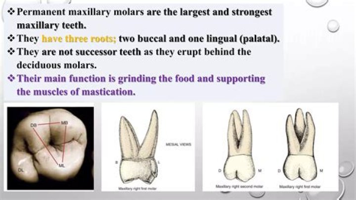 Which molars do you lose?