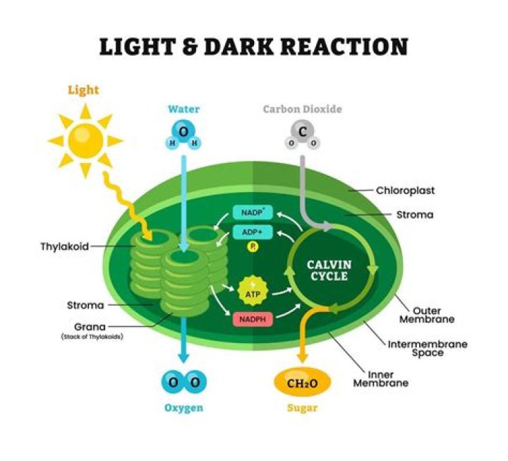 Which of the following cell structures is the site of photosynthesis?