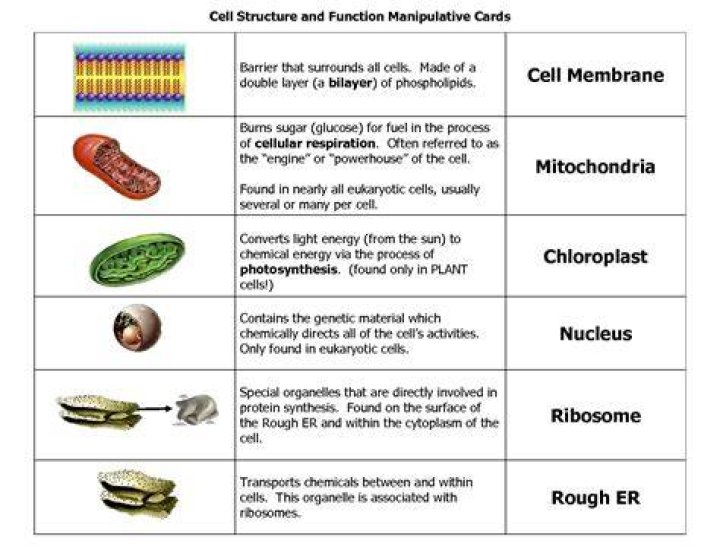 Which of these cell structures converts nutrients to energy for cell functions?