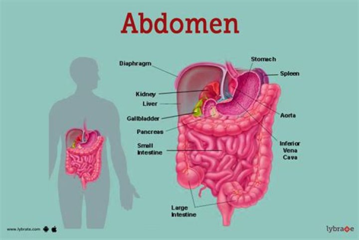 Which part of the body is the abdomen?