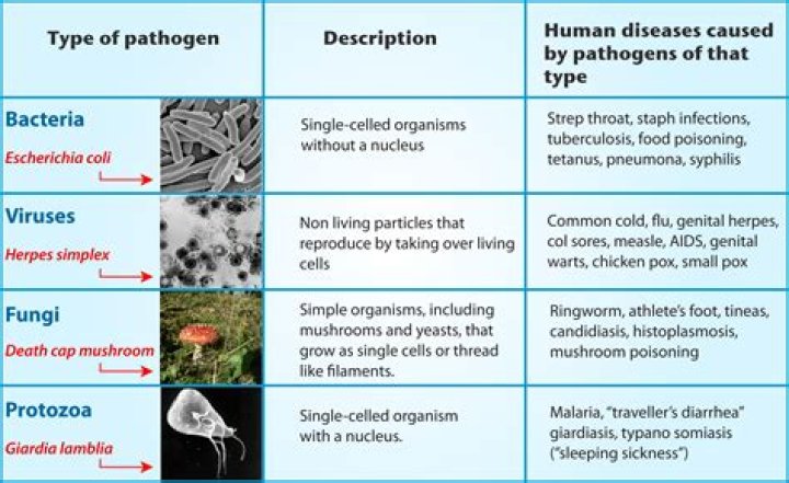 Which pathogen is most associated with rice?