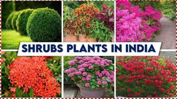 Which plants are called shrubs?