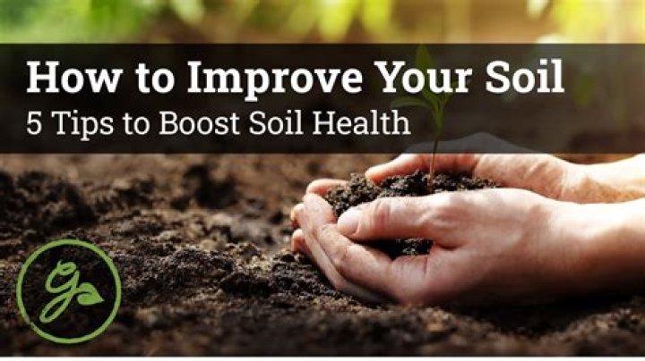 Which plants improve soil? | ContextResponse.com