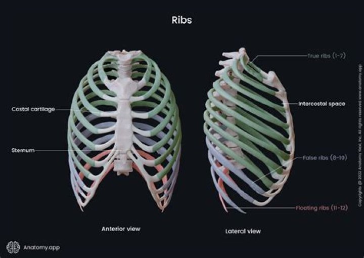 Which ribs are more tender?