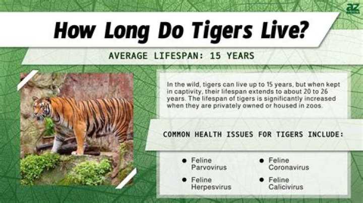 Which tigers live in the rainforest?