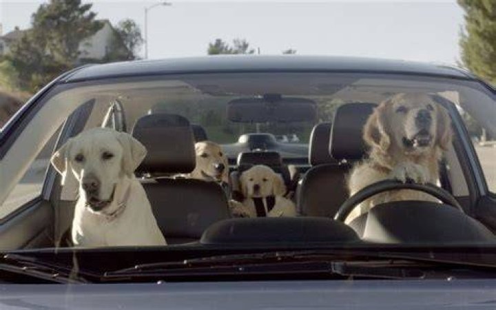 Who are the Subaru dogs?
