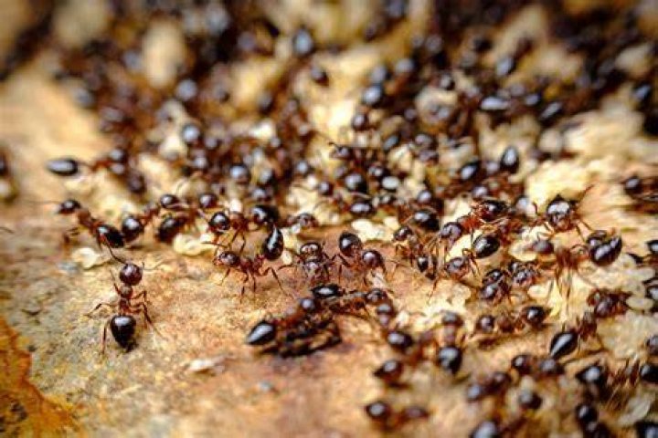 Why are ants in my water?