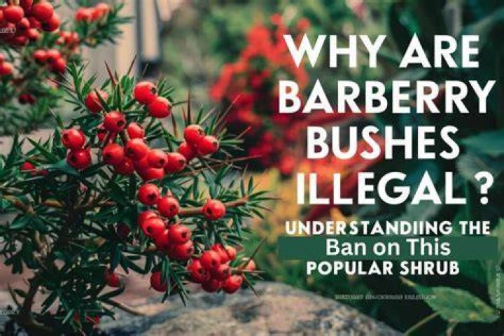 Why are barberry bushes illegal?
