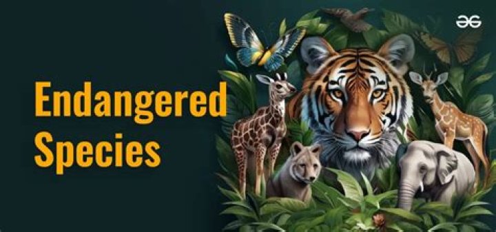 Why are bats an endangered species?