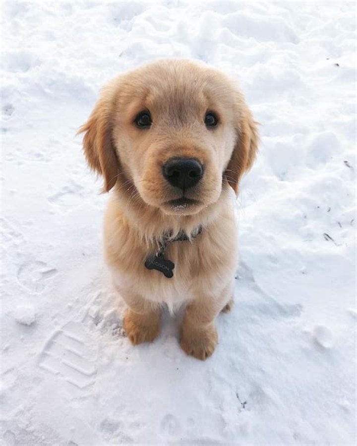 Why are golden retrievers the best dogs?