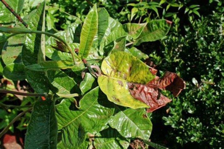 Why are leaves on Mandevilla turning yellow?