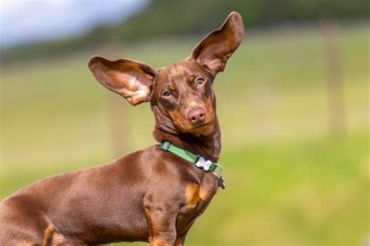 Why are my dogs ears going bald?