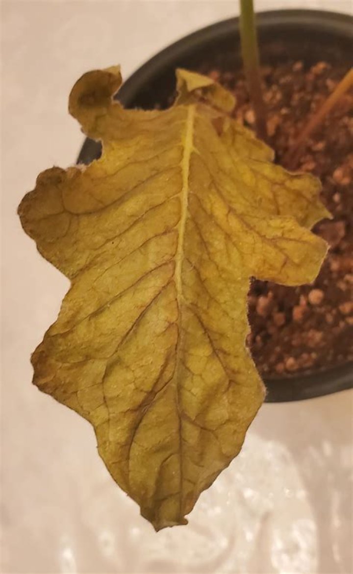 Why are my gerbera leaves Brown?