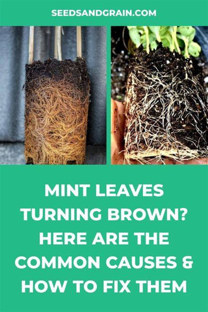 Why are my hemlocks turning brown?