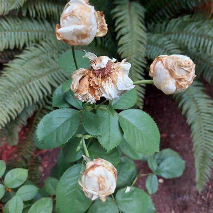 Why are my roses shriveling?