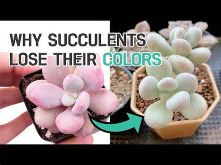 Why are my succulents losing color?