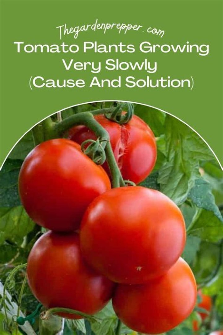 Why are my tomato plants growing slowly?