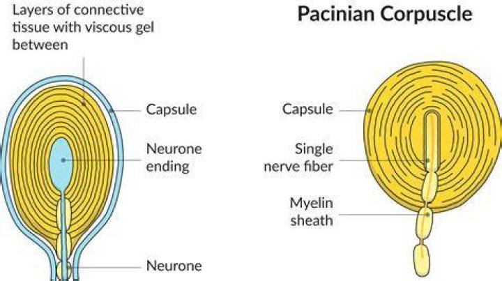 Why are Pacinian corpuscles particularly responsive to vibration?