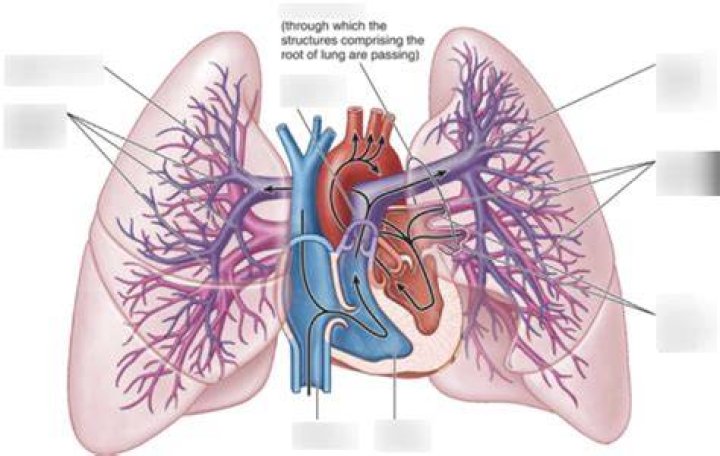 Why are pulmonary arteries blue?