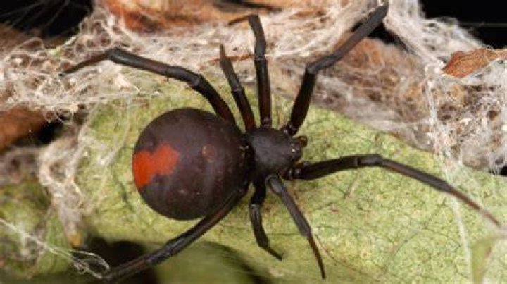 Why are spiders afraid of chestnuts?