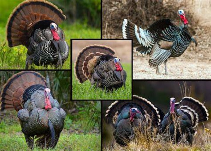Why are there so many turkeys in California?