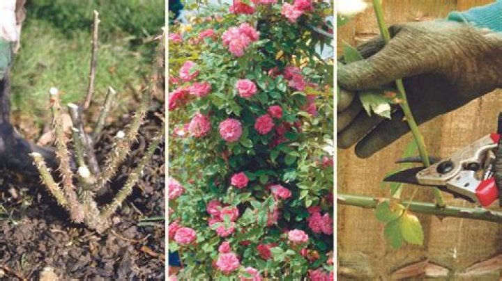Why are they called knockout roses?