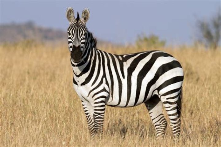 Why are zebras black and white?