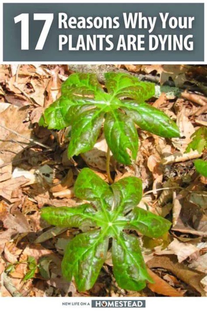 Why do annual plants die?