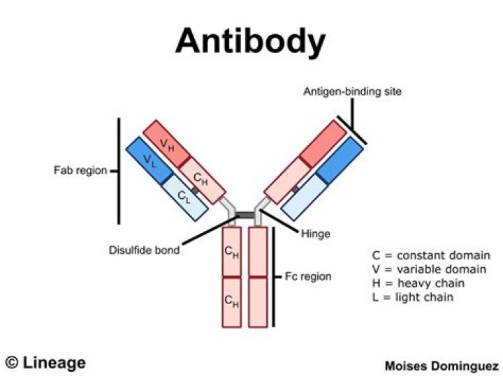 Why do antibodies bind to specific antigens?