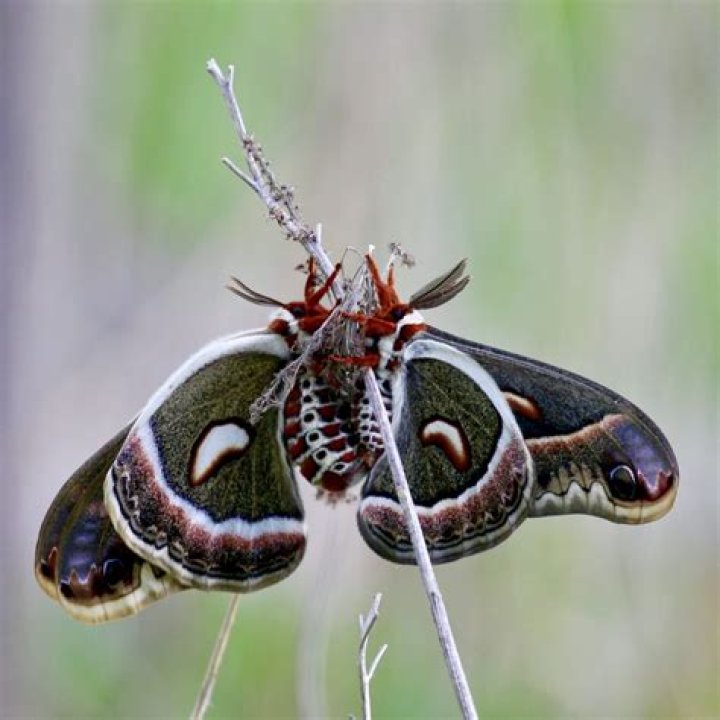 Why do Atlas moths not have mouths?